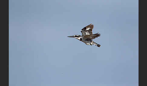 Graufischer (Ceryle rudis)