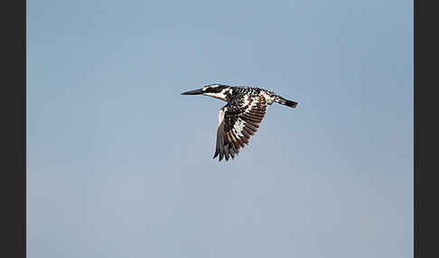 Graufischer (Ceryle rudis)