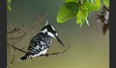 Graufischer (Ceryle rudis)