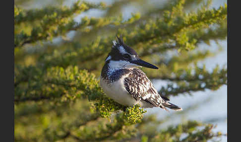 Graufischer (Ceryle rudis)