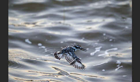 Graufischer (Ceryle rudis)