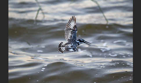 Graufischer (Ceryle rudis)