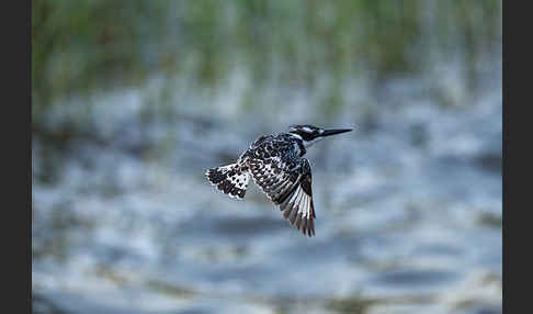 Graufischer (Ceryle rudis)