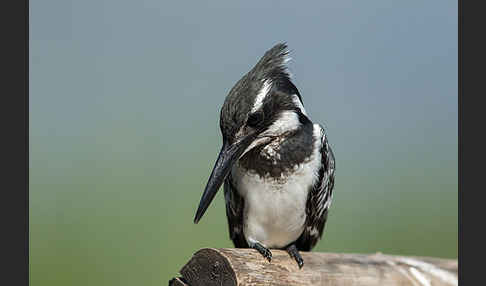 Graufischer (Ceryle rudis)