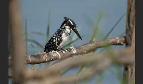 Graufischer (Ceryle rudis)