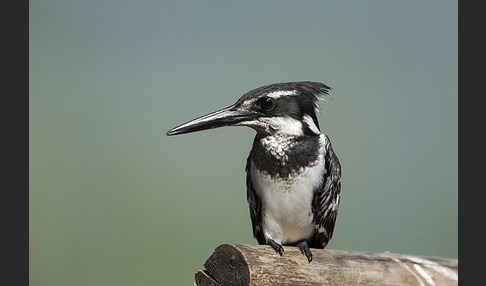 Graufischer (Ceryle rudis)