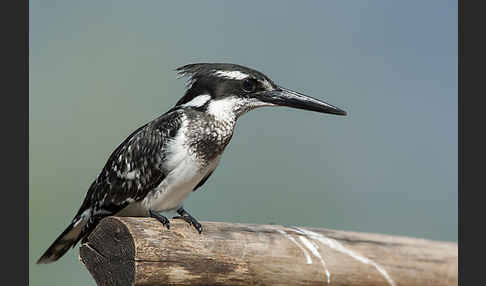 Graufischer (Ceryle rudis)