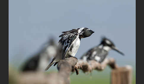 Graufischer (Ceryle rudis)