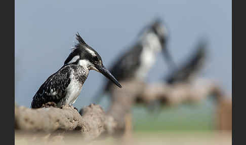 Graufischer (Ceryle rudis)