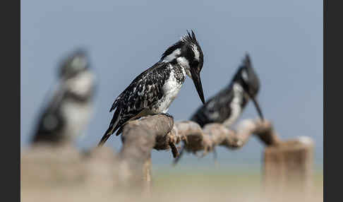 Graufischer (Ceryle rudis)