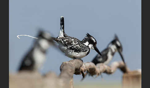 Graufischer (Ceryle rudis)