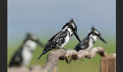 Graufischer (Ceryle rudis)