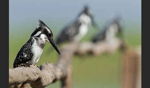 Graufischer (Ceryle rudis)