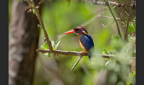 Natalzwergfischer (Ispidina picta)