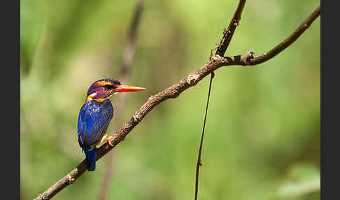 Natalzwergfischer (Ispidina picta)