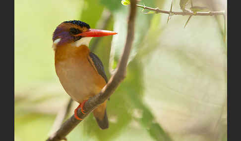 Natalzwergfischer (Ispidina picta)