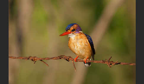 Natalzwergfischer (Ispidina picta)