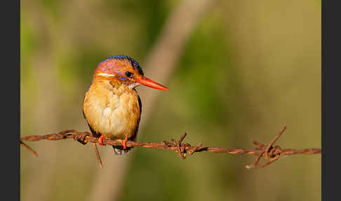 Natalzwergfischer (Ispidina picta)