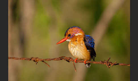 Natalzwergfischer (Ispidina picta)