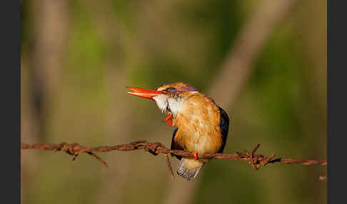 Natalzwergfischer (Ispidina picta)