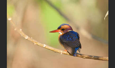 Natalzwergfischer (Ispidina picta)