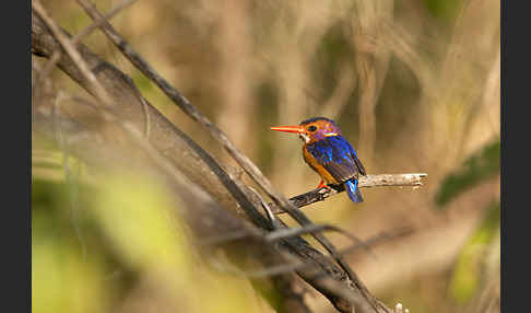 Natalzwergfischer (Ispidina picta)