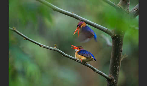 Natalzwergfischer (Ispidina picta)