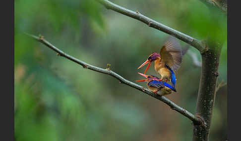 Natalzwergfischer (Ispidina picta)