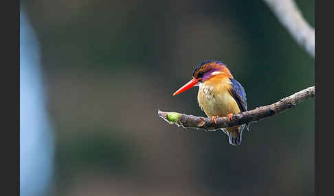 Natalzwergfischer (Ispidina picta)