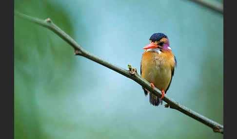 Natalzwergfischer (Ispidina picta)