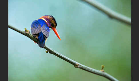 Natalzwergfischer (Ispidina picta)