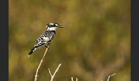 Graufischer (Ceryle rudis)