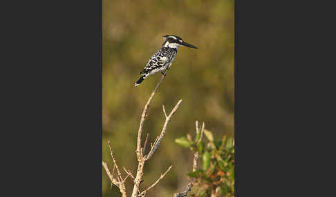 Graufischer (Ceryle rudis)