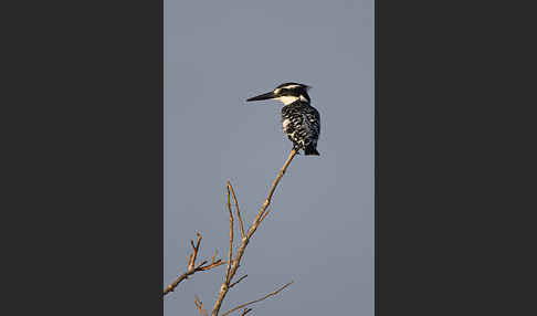 Graufischer (Ceryle rudis)