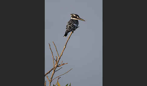 Graufischer (Ceryle rudis)