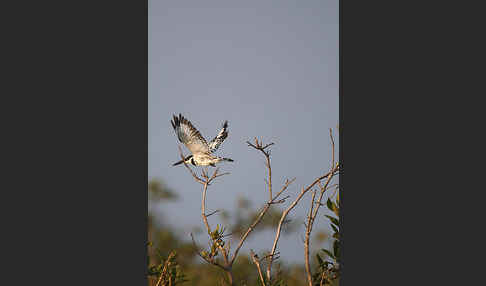 Graufischer (Ceryle rudis)