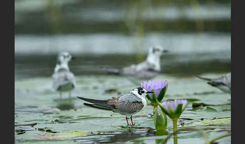 Weißflügelseeschwalbe (Chlidonias leucopterus)