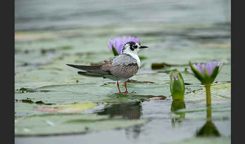 Weißflügelseeschwalbe (Chlidonias leucopterus)