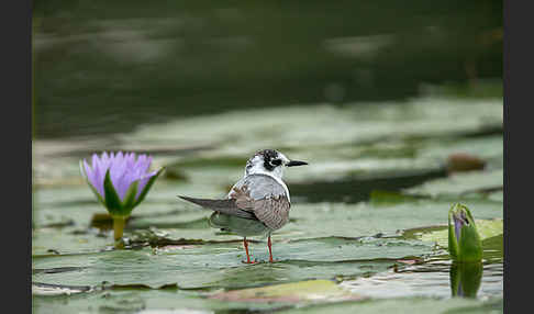 Weißflügelseeschwalbe (Chlidonias leucopterus)