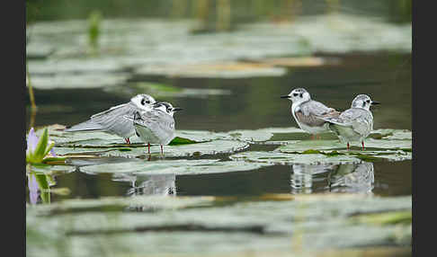 Weißflügelseeschwalbe (Chlidonias leucopterus)