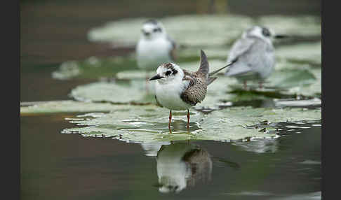 Weißflügelseeschwalbe (Chlidonias leucopterus)