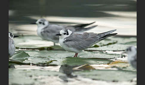 Weißflügelseeschwalbe (Chlidonias leucopterus)