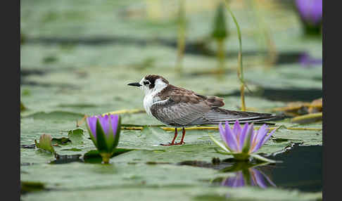 Weißflügelseeschwalbe (Chlidonias leucopterus)