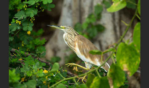 Rallenreiher (Ardeola ralloides)