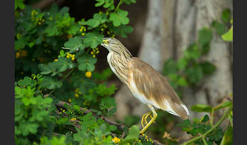 Rallenreiher (Ardeola ralloides)