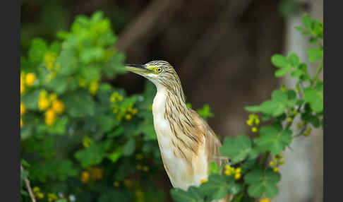 Rallenreiher (Ardeola ralloides)