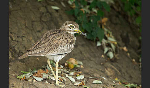 Senegaltriel (Burhinus senegalensis)