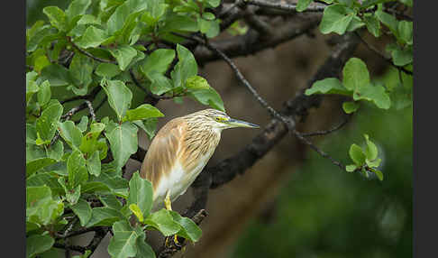 Rallenreiher (Ardeola ralloides)