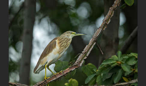 Rallenreiher (Ardeola ralloides)