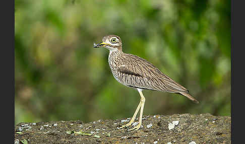 Senegaltriel (Burhinus senegalensis)